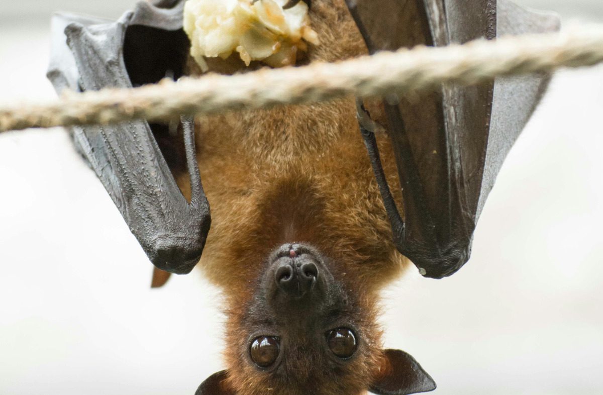 Go Batty: October is Bat Appreciation Month