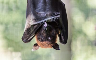 Your guide to supporting Wisconsin’s flying friend: the bat