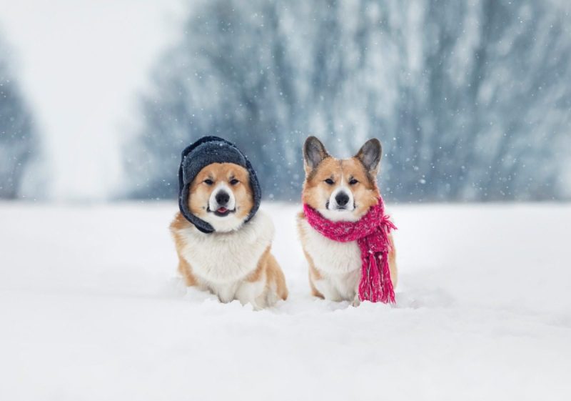 two cute dogs Pembroke corgis are sitting in the snow in a warm hat with earflaps and a scarf in a winter park in the snow