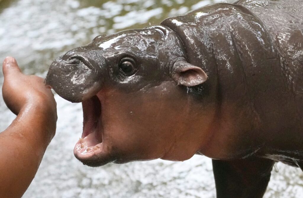 FILE - Two-month-old baby hippo Moo Deng plays with a zookeeper in the Khao Kheow Open Zoo in Chonburi province, Thailand, Thursday, Sept. 19, 2024. (AP Photo/Sakchai Lalit, File)