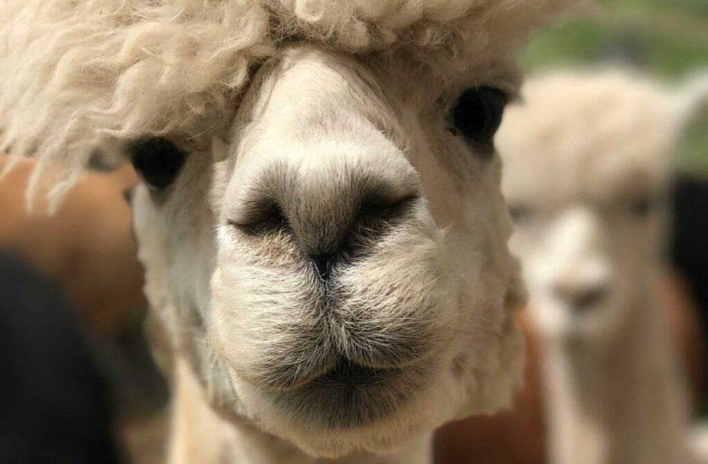 Close up shot of an Alpaca.