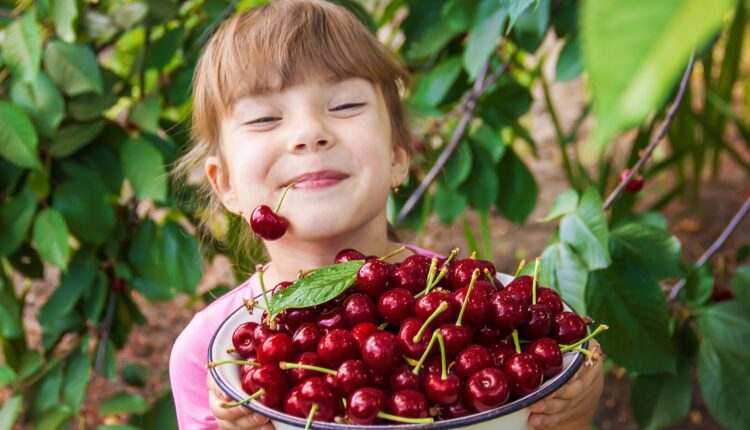 When & where to go cherry picking in Wisconsin