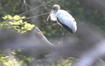 Deer hunter discovers rare subtropical wood stork in the wilds of Wisconsin