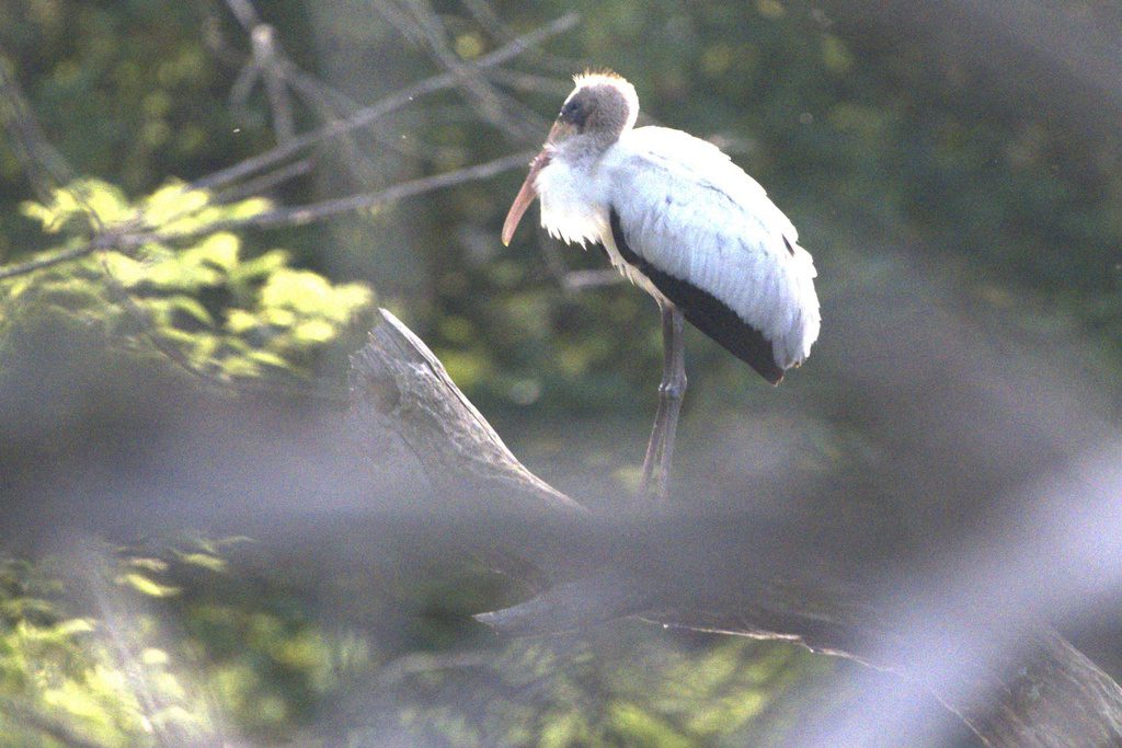 Deer hunter discovers rare subtropical wood stork in the wilds of Wisconsin