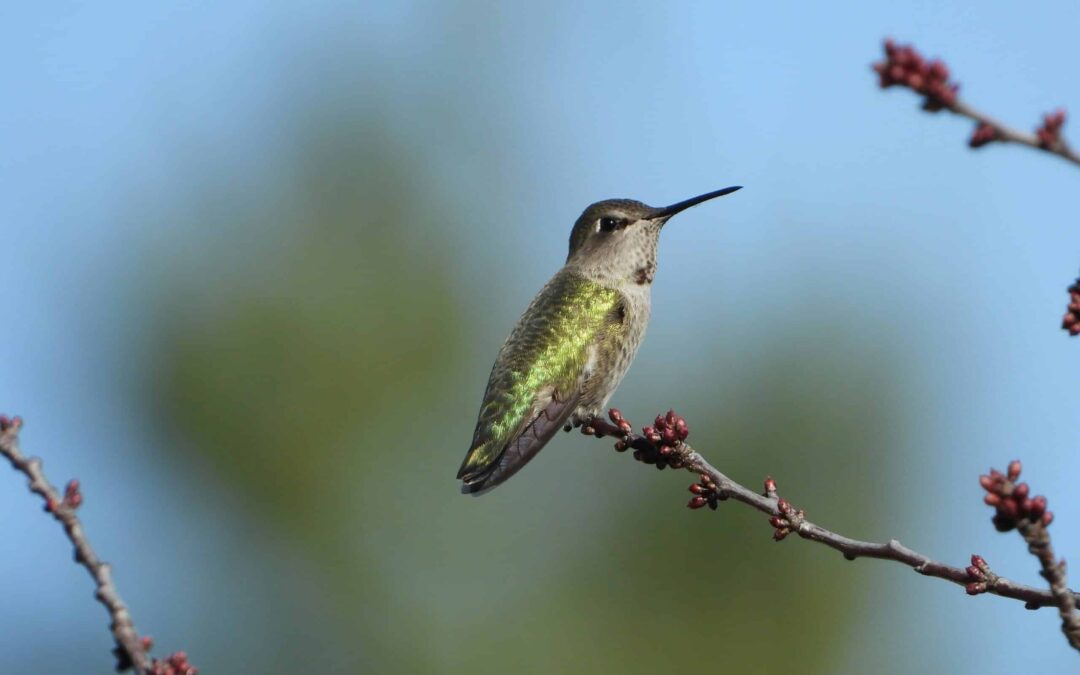 Get ready to spot hundreds of hummingbirds flying over Wisconsin