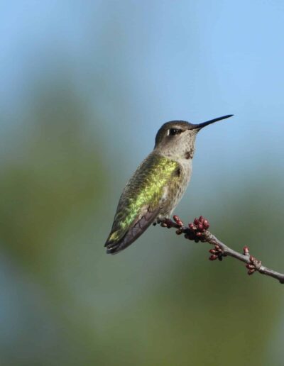 hummingbirds will start making their way out of wisconsin in late August