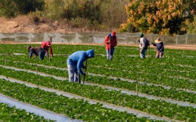 WI Farm Bureau: Immigration reform could address labor shortage