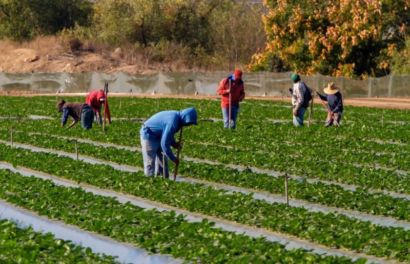 The WI farm bureau says immigration reform could help with the labor shortage