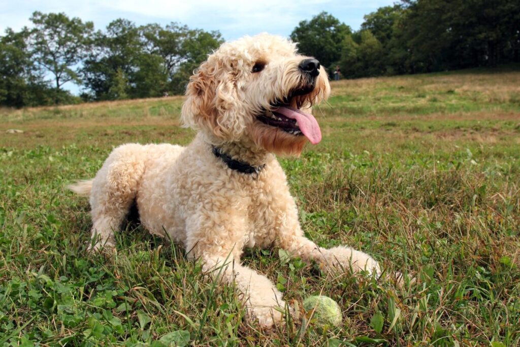 the Winnebago County Medical Examiner’s Office has a new officer who happens to be a canine