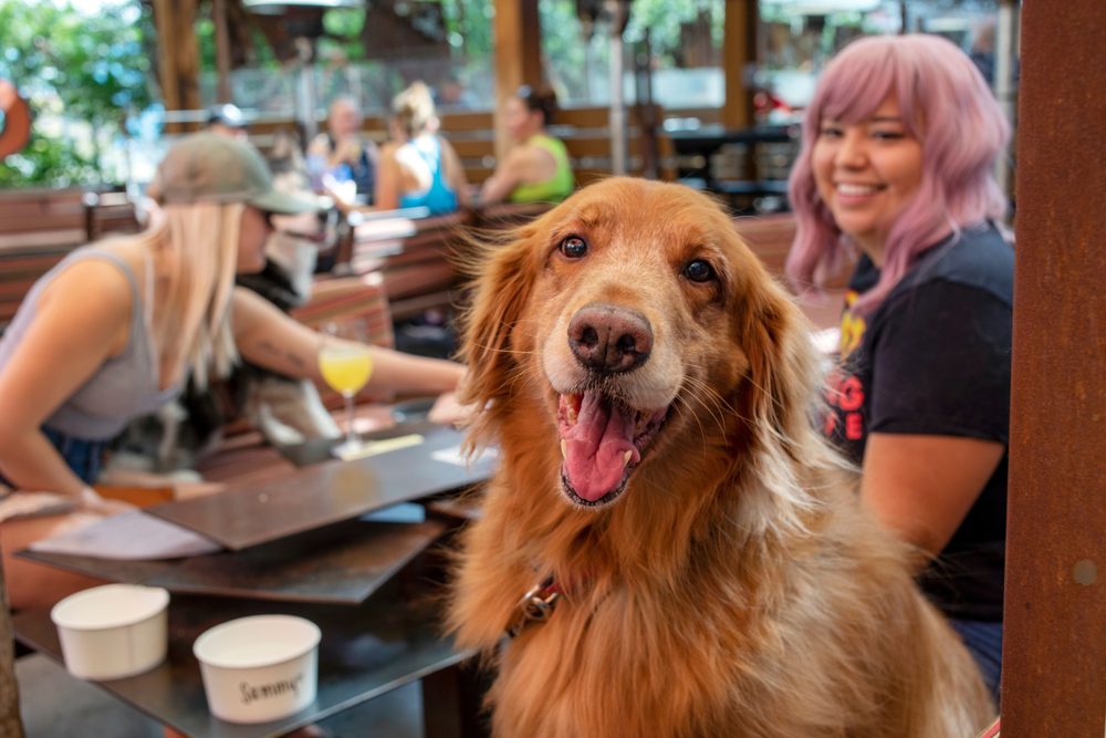Dog at brewery.