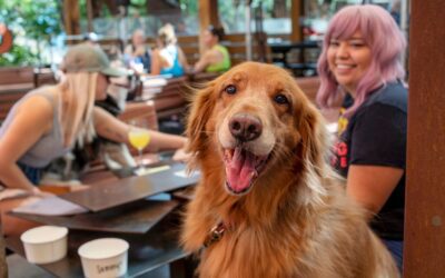 Pups and pilsners: These Wisconsin breweries and beer gardens welcome dogs