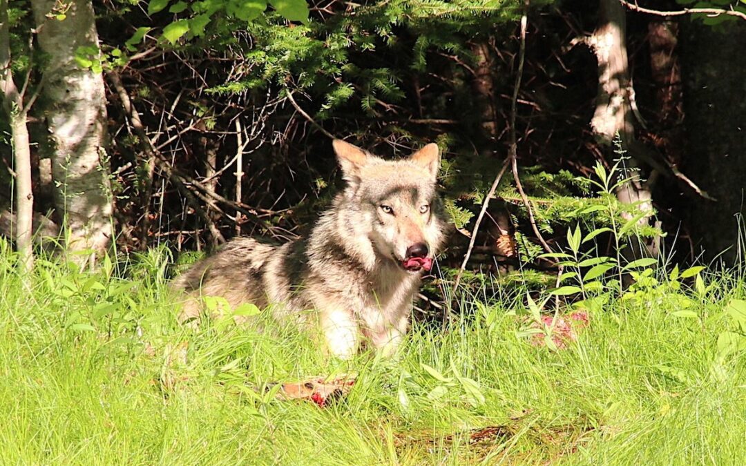 DNR releases updated Wisconsin gray wolf population estimate