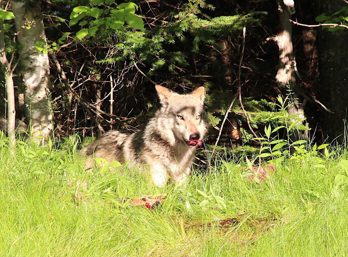 DNR releases updated Wisconsin gray wolf population estimate