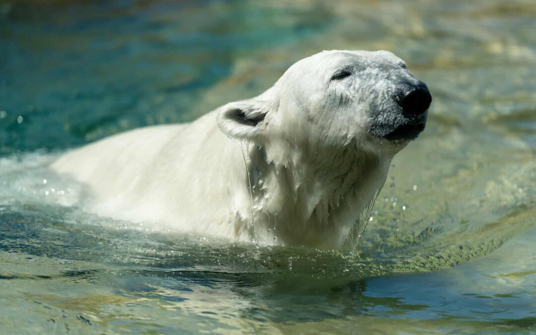 Madison’s Henry Vilas Zoo is about to get even cooler with arrival of new polar bear