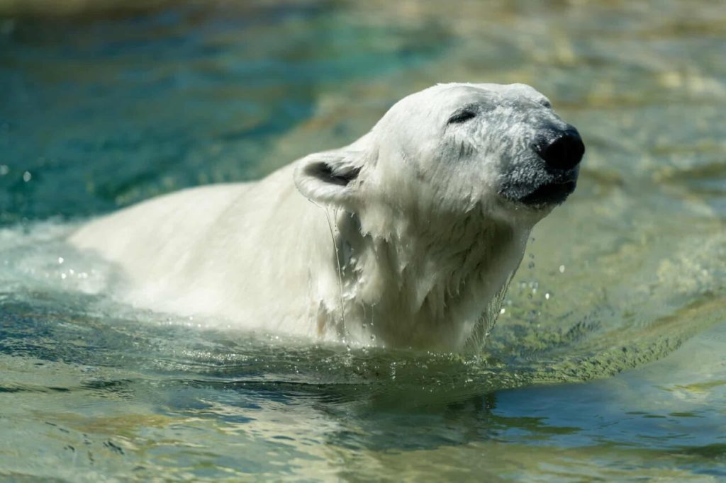 Madison’s Henry Vilas Zoo is about to get even cooler with arrival of new polar bear