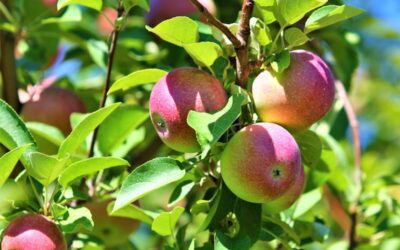 It’s been a wet, hot and humid summer, but Wisconsin’s apple crop looks ripe for the picking