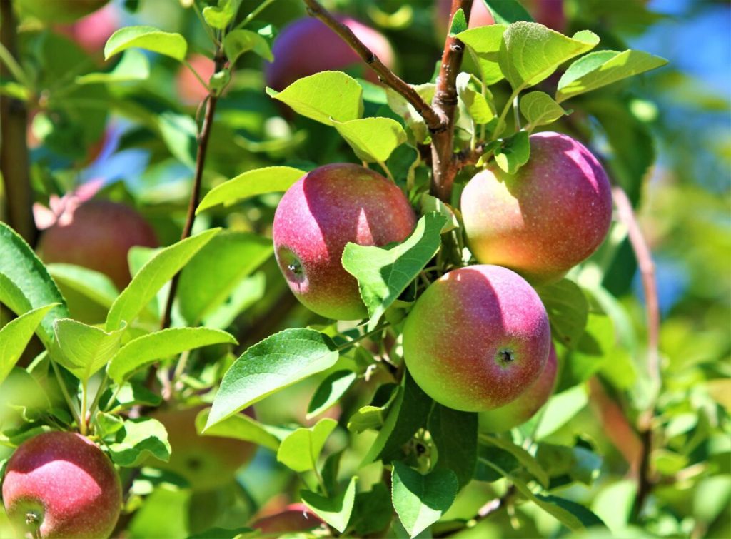 It’s been a wet, hot and humid summer, but Wisconsin’s apple crop looks ripe for the picking