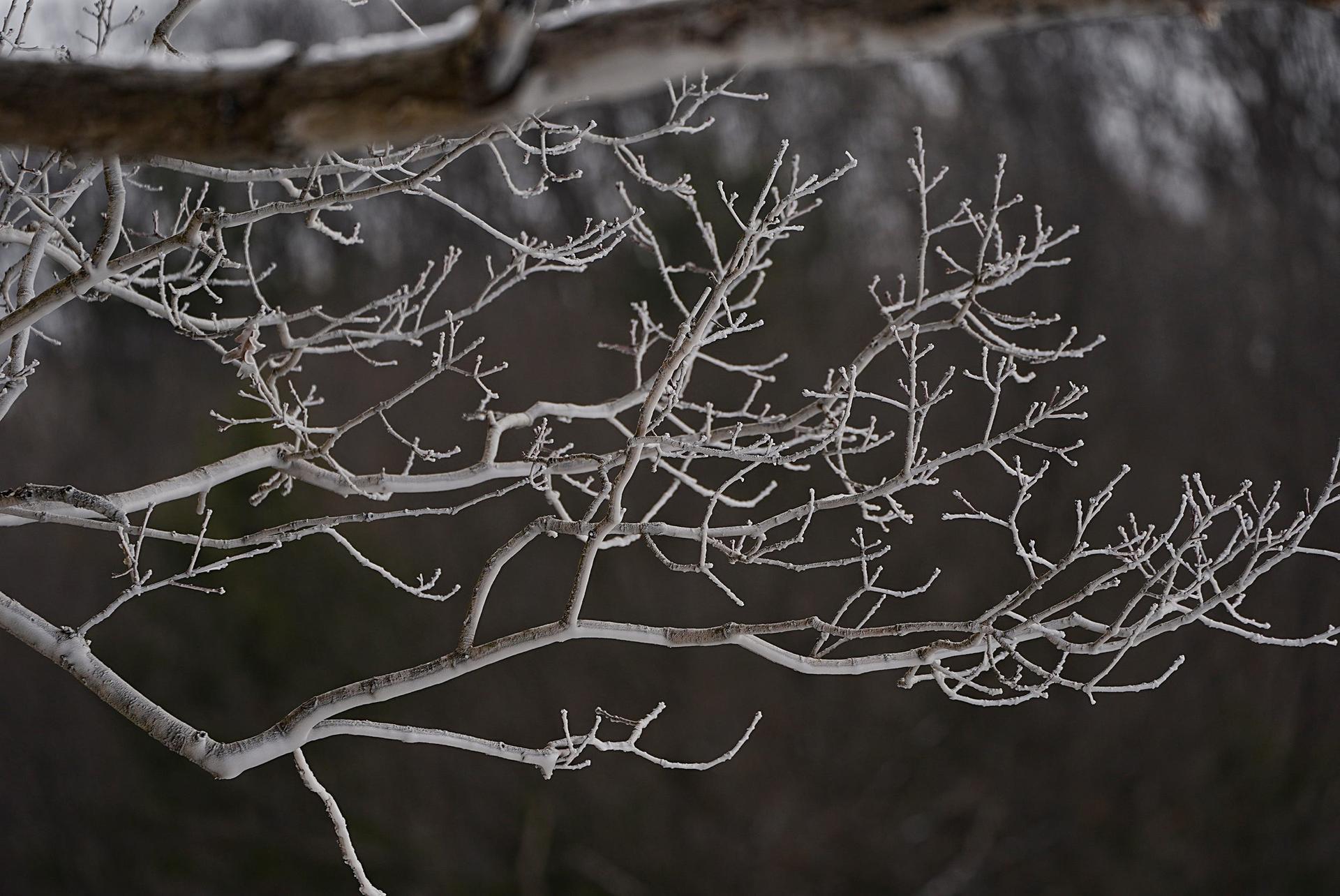 Tree branches in the winter.