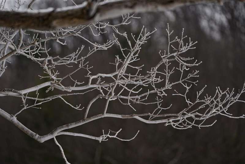 Tree branches.
