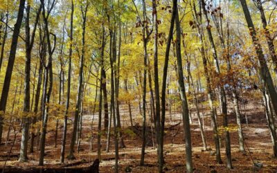 This challenge encourages Wisconsin hikers to hit the Ice Age Trail in October