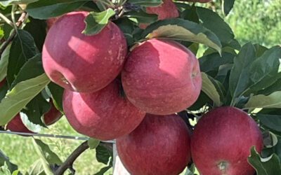 Evercrisp, Empire, Fuji, oh my! Here’s what Wisconsin apple growers say is best for pie, cider, applesauce