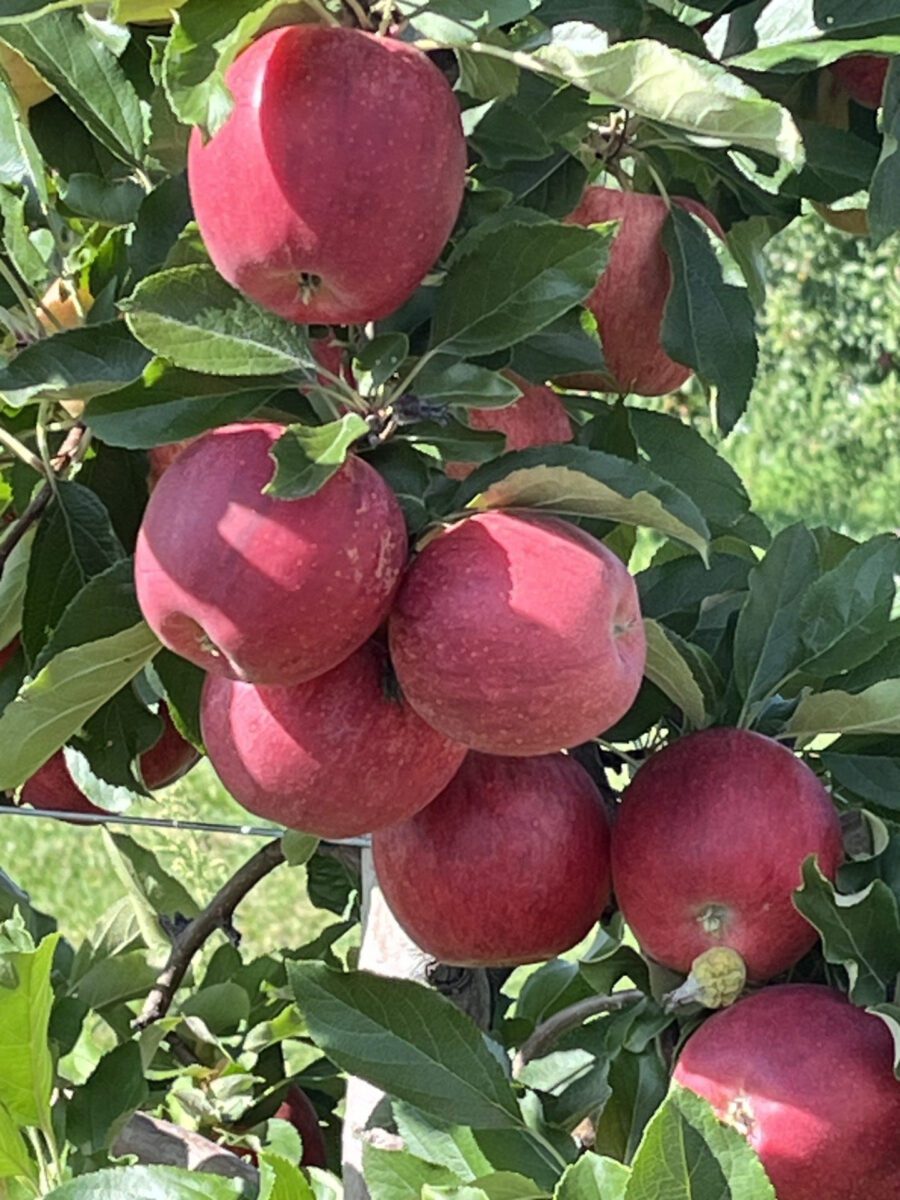 Wisconsin grows over 300 apple varieties, with different types ripening throughout the fall season.