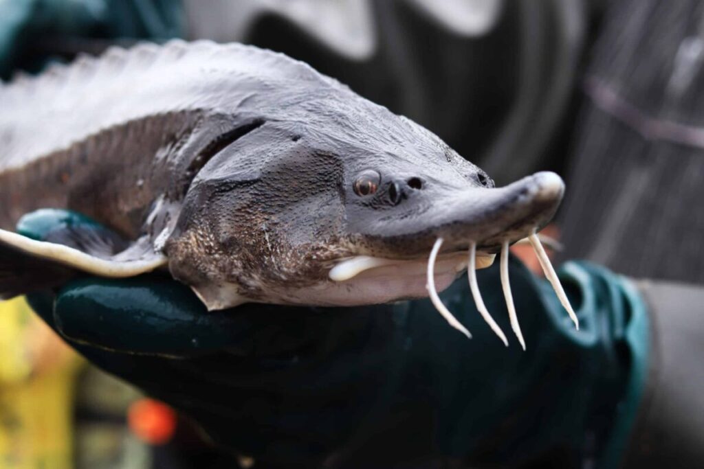The St. Croix Chippewa tribe has stocked sturgeon on their reservation for the first time.