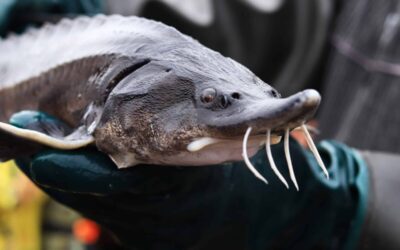 St. Croix Chippewa Tribe Welcomes Sturgeon to Their Waters