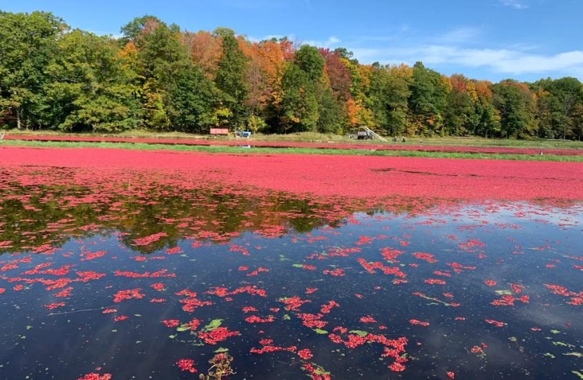 3rd generation cranberry grower says industry is moving in a positive direction despite challenges