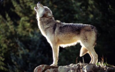 New Wisconsin wolf hunt rules set to take effect