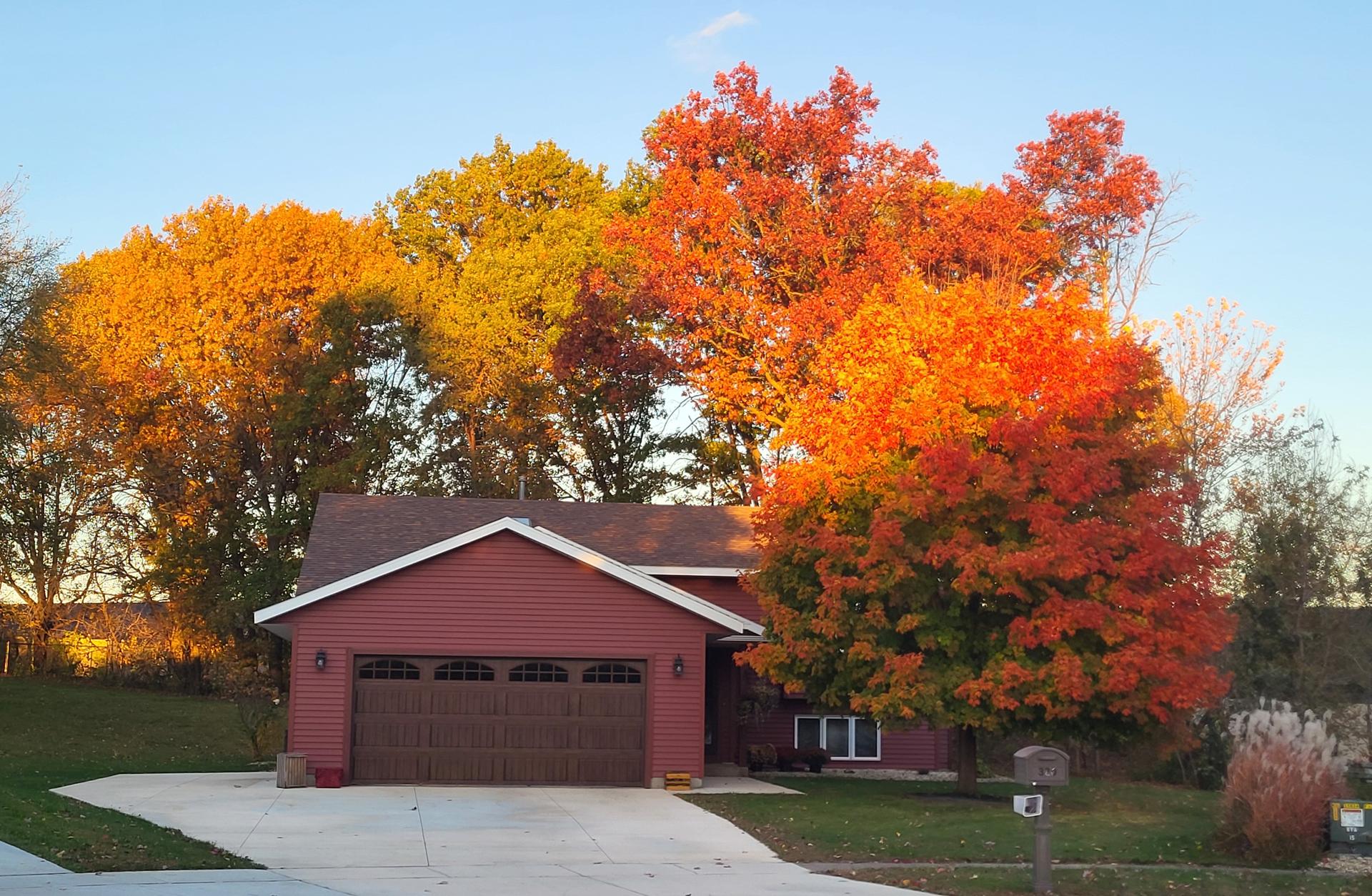 A Fiesta Maple Tree in Altoona.