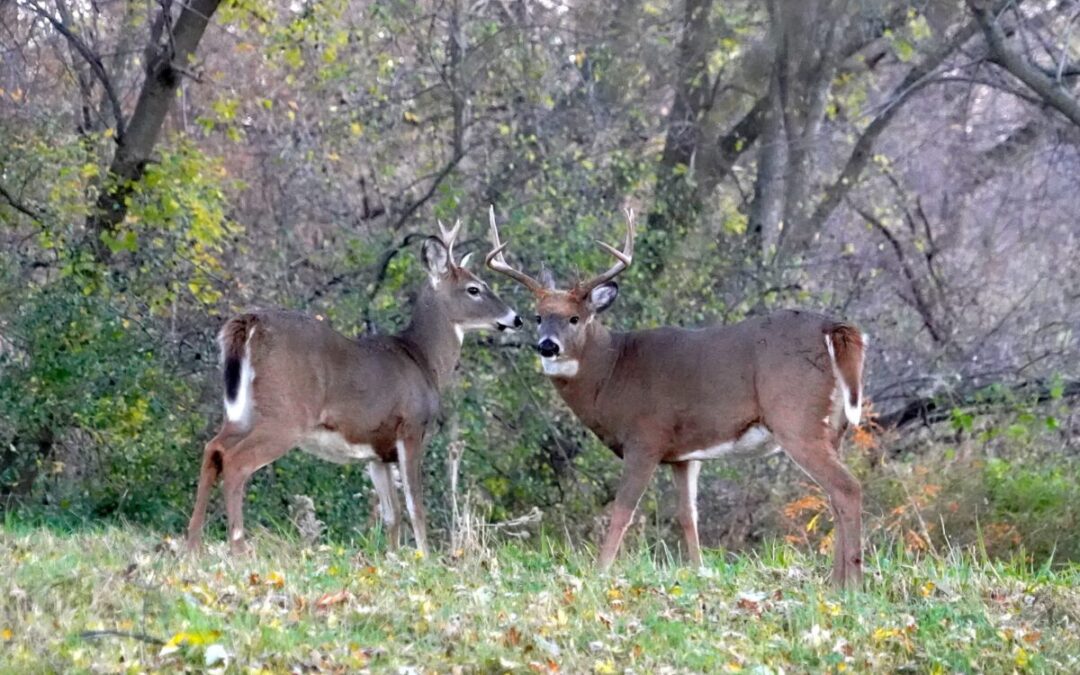 What to know about the 2025 Wisconsin gun deer hunting season: Dates, licenses, regulations