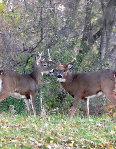 Wisconsin deer hunting.