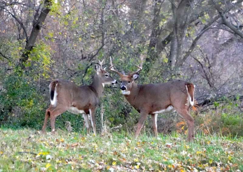 Wisconsin deer hunting.