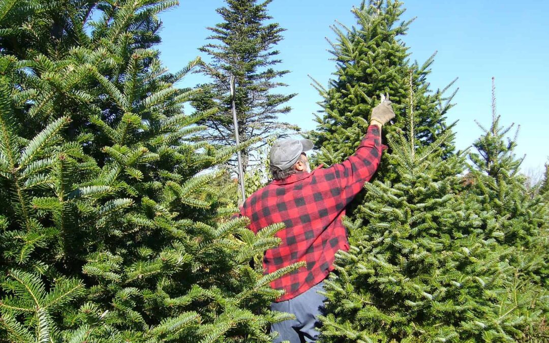 Tree-mendous news: This year’s Capitol Holiday Tree will be harvested in Oconto County
