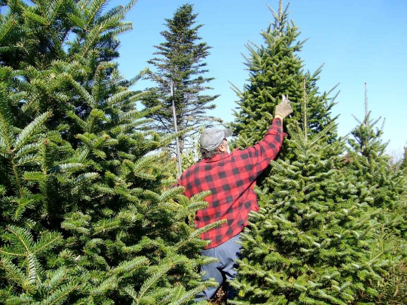 The 2025 Capitol Holiday Tree will stem from Oconto County.