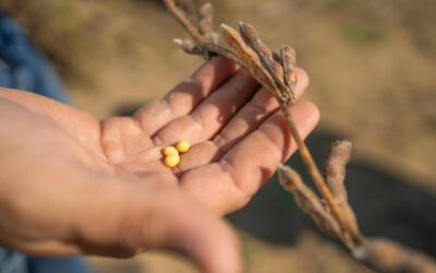 China has resumed U.S. soybean imports. It might not be enough for Wisconsin farmers