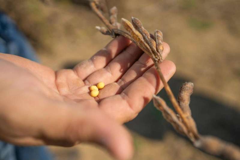 Soybean imports.