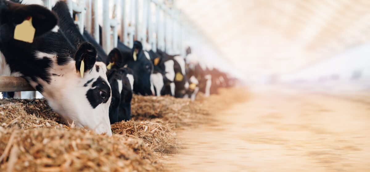 The Wisconsin Department of Natural Resources holds its first in-person public hearing in five years this week after Door County residents requested their concerns be heard about a local dairy farm's expansion into a Concentrated Animal Feeding Operation.