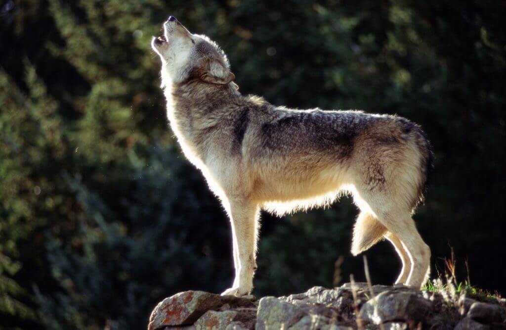 A gray wolf.