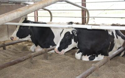 Bird flu found for first time in Wisconsin after Dodge County dairy herd tests positive