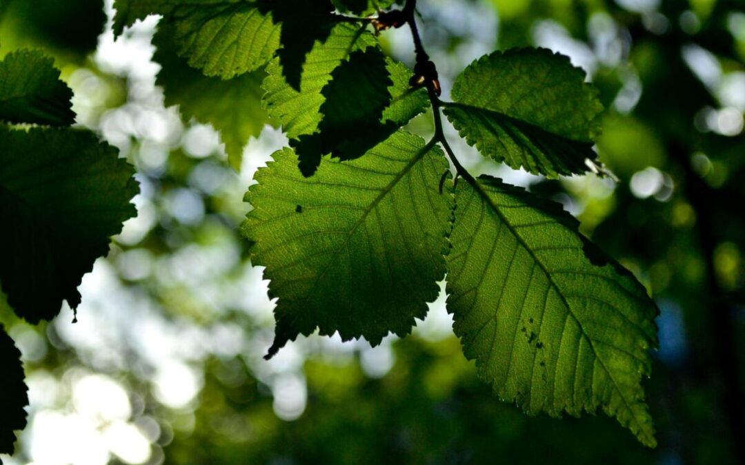 How to support conservation efforts across Wisconsin