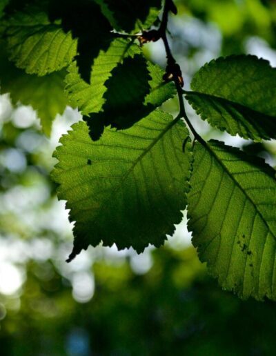 Land preservation and conservation.