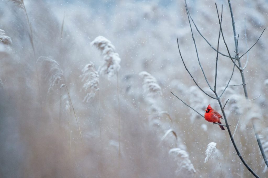 Wisconsin wellness tips: Staying safe this winter