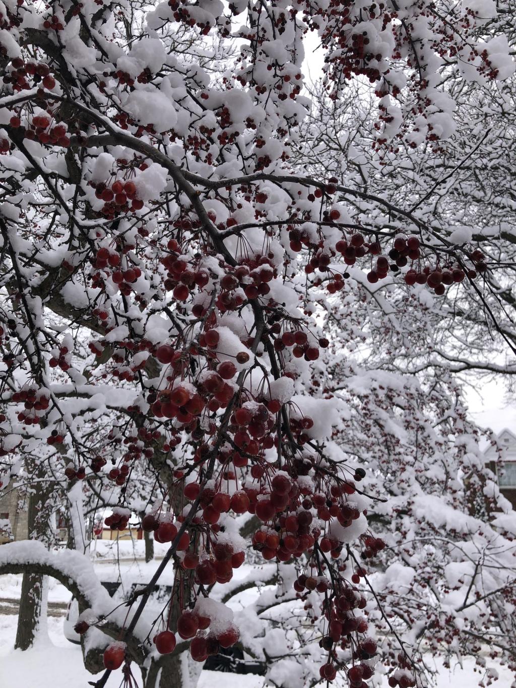 Satisfy your sweet tooth at these Wisconsin bakeries