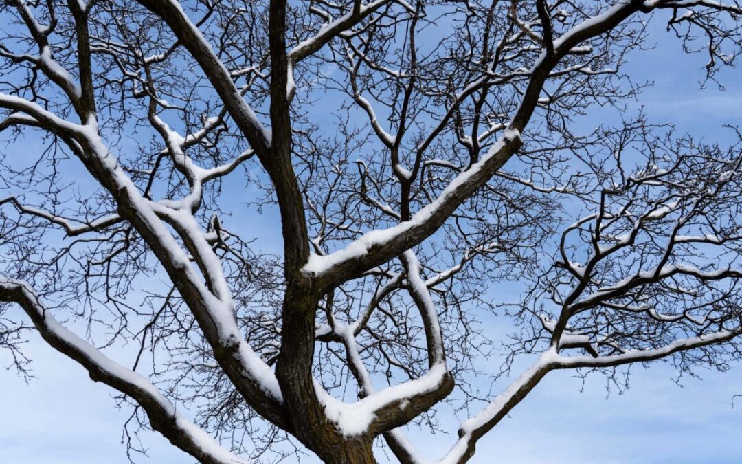 Can severe cold cause exploding trees? Kind of. They’re frost cracks