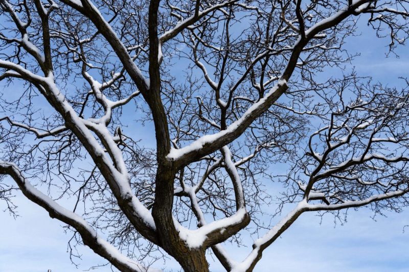 Can severe cold cause exploding trees?
