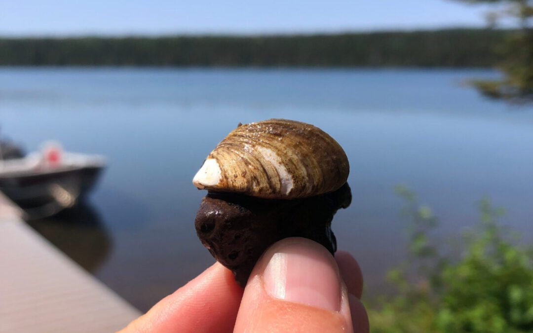 Scientists race to protect Lake Superior from invasive mussels
