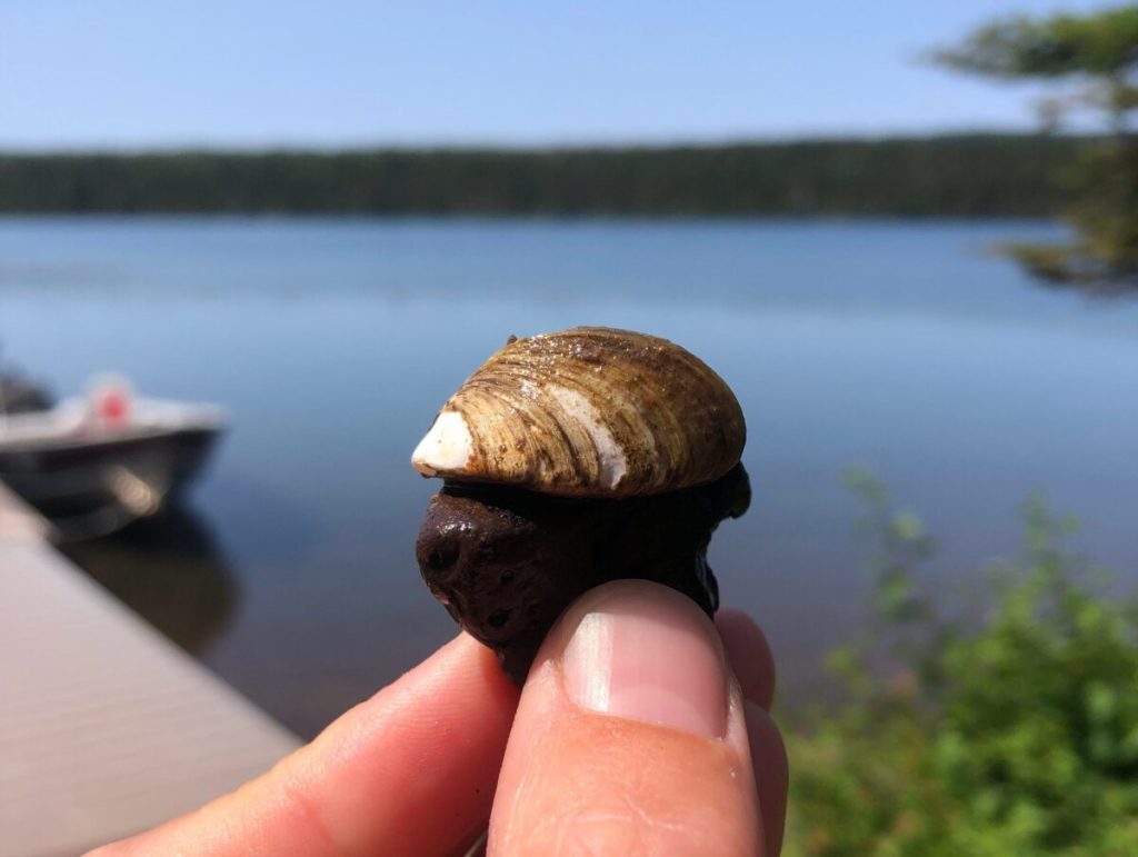 Scientists race to protect Lake Superior from invasive mussels
