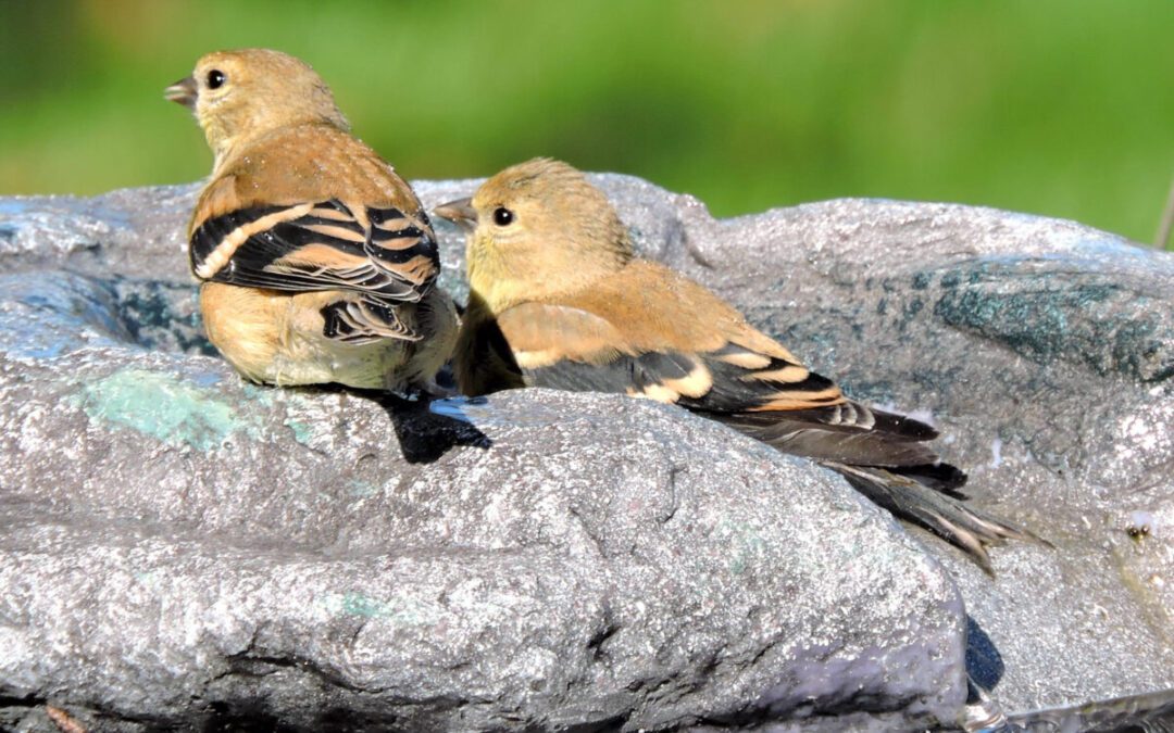 Here are some ways you can help winter birds in Wisconsin